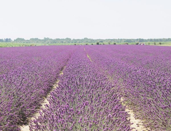 La Lavanda del Delta del Po