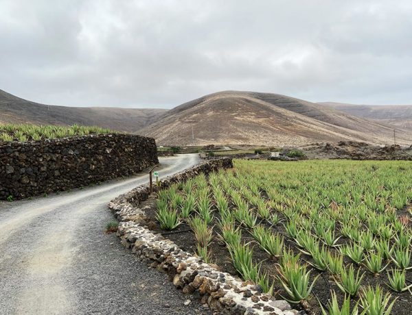 Campi di Aloe Vera