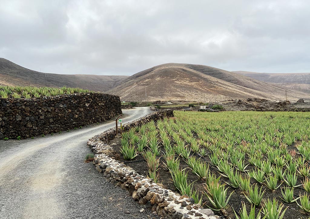 Campi di Aloe Vera