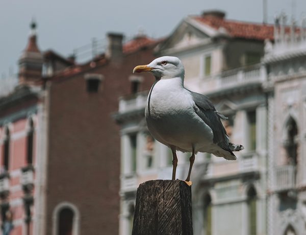 venezia gabbiano