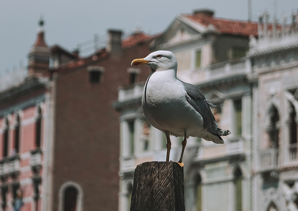 venezia gabbiano